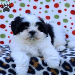 Buster, Shih Tzu Puppy
