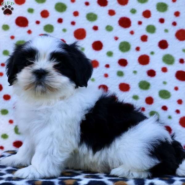 Buster, Shih Tzu Puppy