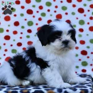 Buster, Shih Tzu Puppy
