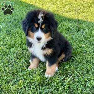 Raine, Bernese Mountain Dog Puppy