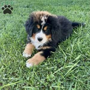 Raine, Bernese Mountain Dog Puppy