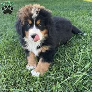 Raine, Bernese Mountain Dog Puppy