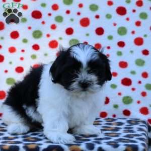 Belle, Shih Tzu Puppy