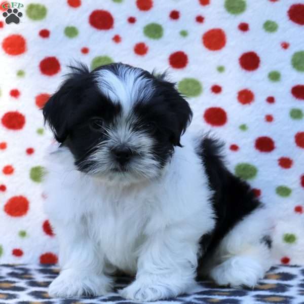 Belle, Shih Tzu Puppy