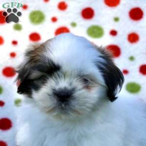 Beau, Shih Tzu Puppy