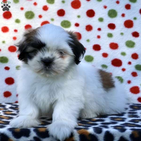 Beau, Shih Tzu Puppy