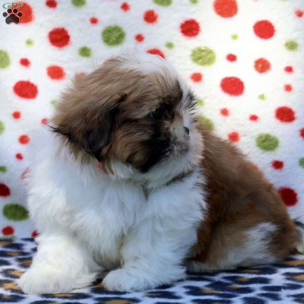 Bucky, Shih Tzu Puppy
