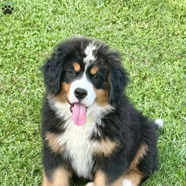 Raine, Bernese Mountain Dog Puppy