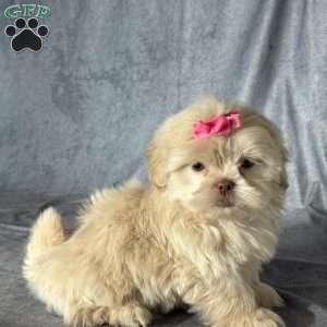 Natalie, Shih Tzu Puppy