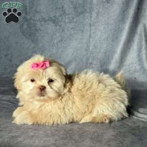 Natalie, Shih Tzu Puppy