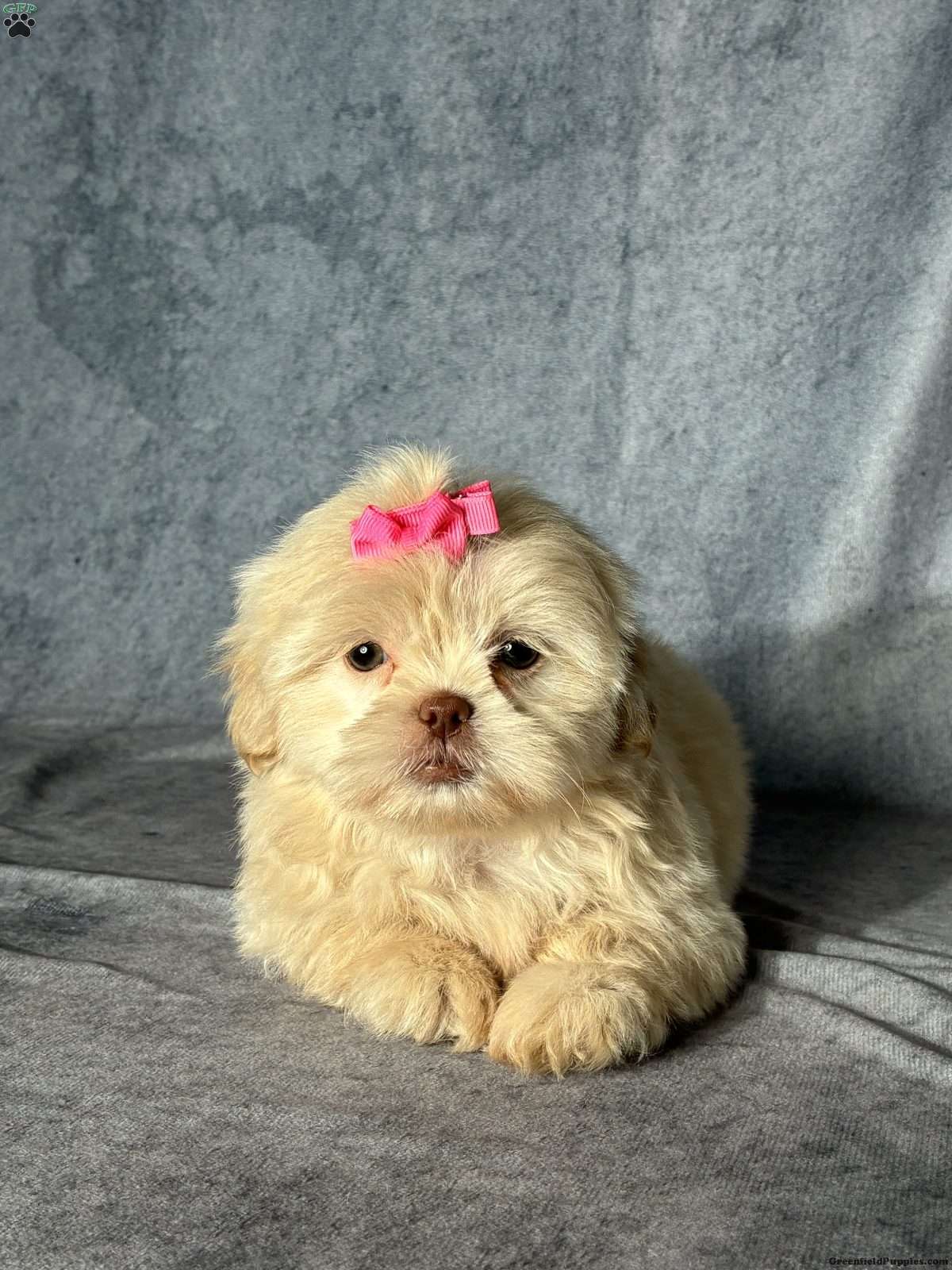 Natalie (Shih Tzu, Female) in Windsor, OH