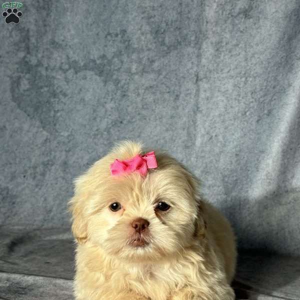 Natalie, Shih Tzu Puppy