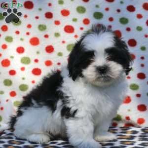 Biscuit, Shih Tzu Puppy