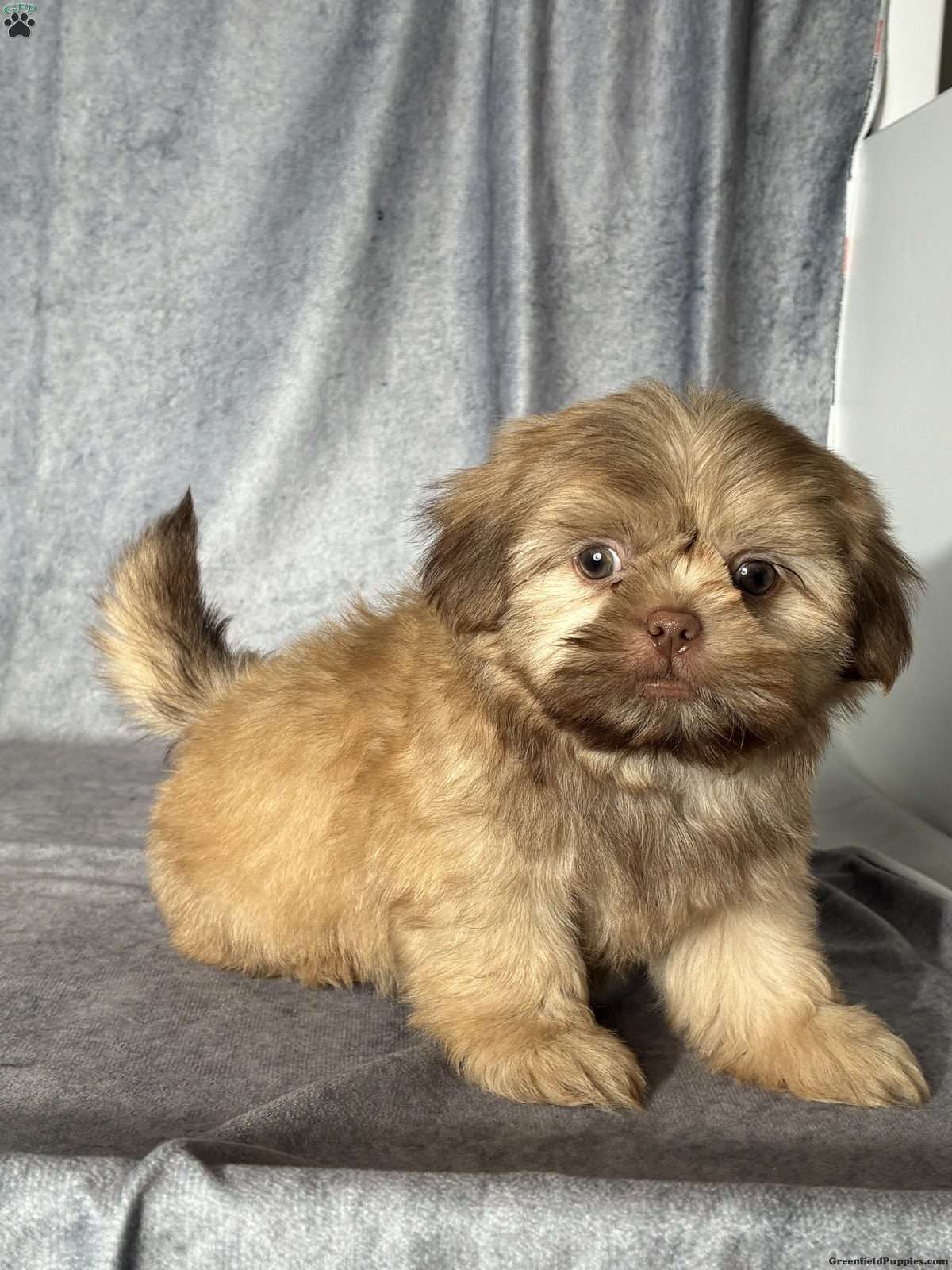 Niko (Shih Tzu, Male) in Windsor, OH