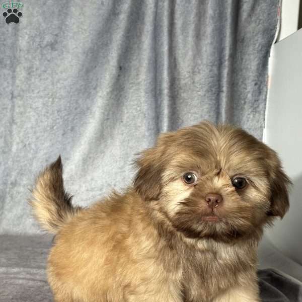 Niko, Shih Tzu Puppy