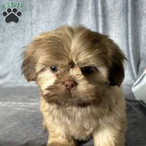 Niko, Shih Tzu Puppy