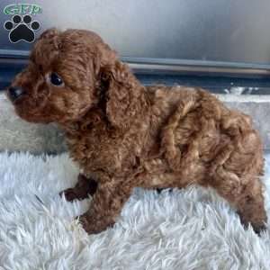 Tanner, Toy Poodle Puppy