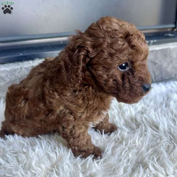 Tanner, Toy Poodle Puppy