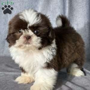 Oliver, Shih Tzu Puppy