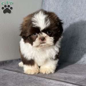 Oliver, Shih Tzu Puppy