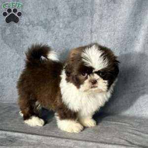 Oliver, Shih Tzu Puppy