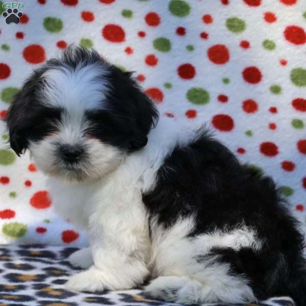 Biscuit, Shih Tzu Puppy