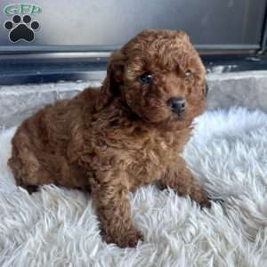 Homer, Toy Poodle Puppy