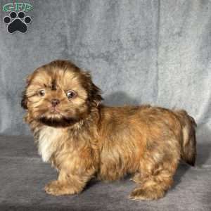 Oscar, Shih Tzu Puppy