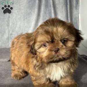 Oscar, Shih Tzu Puppy