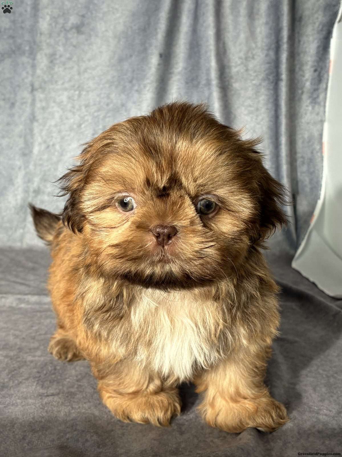 Oscar (Shih Tzu, Male) in Windsor, OH