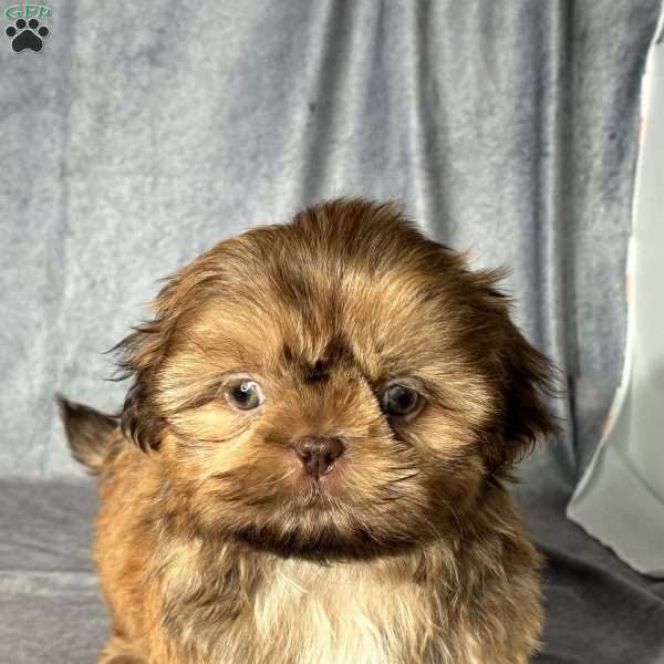 Oscar, Shih Tzu Puppy