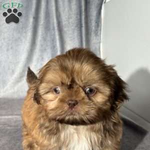 Oscar, Shih Tzu Puppy