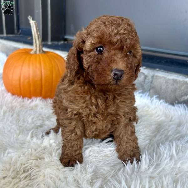 Homer, Toy Poodle Puppy