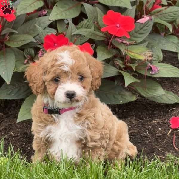 Gracie, Mini Goldendoodle Puppy