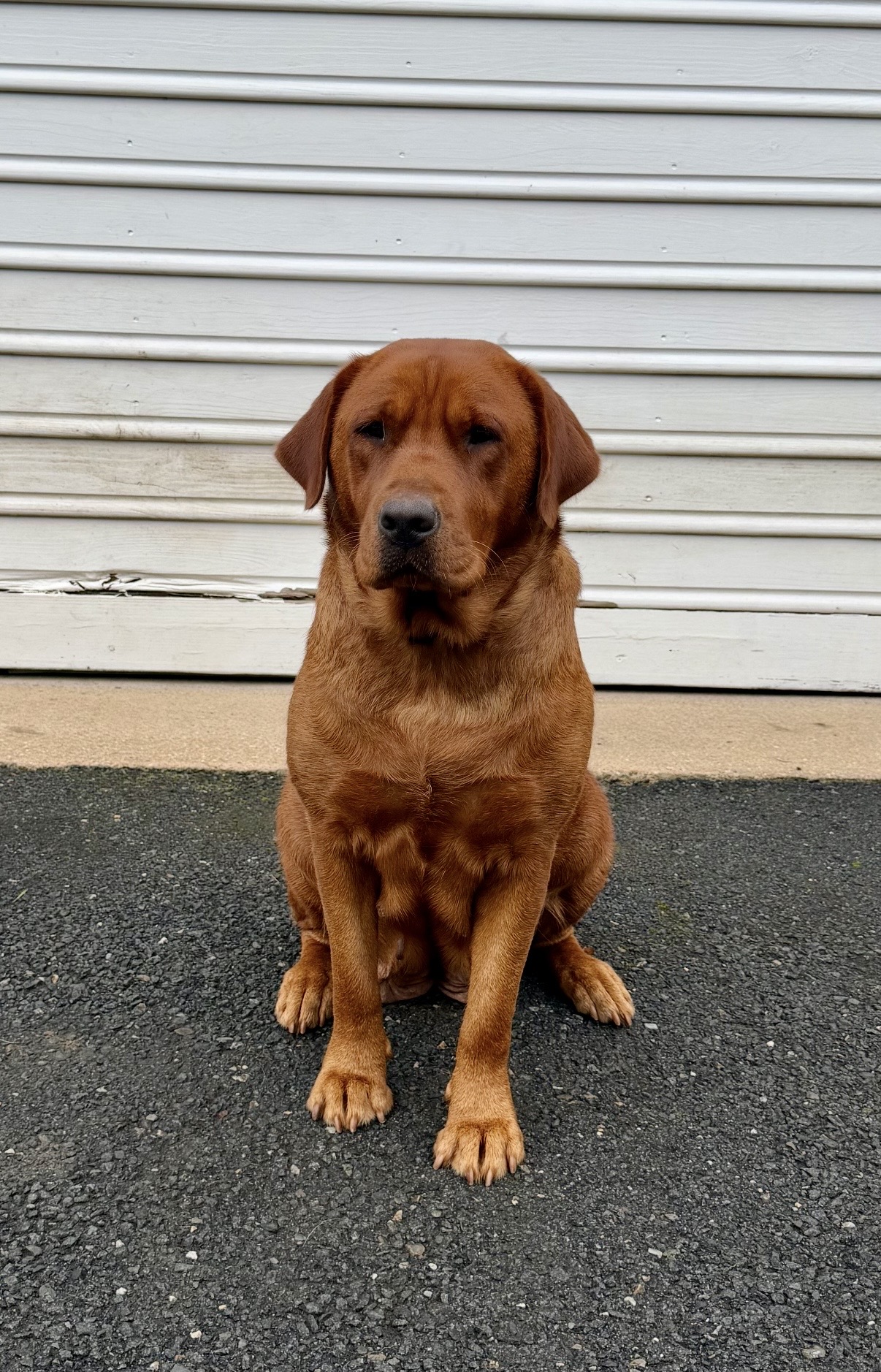Remy (Labrador, Female) in New Holland, PA