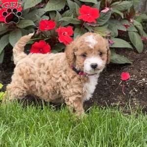 Gracie, Mini Goldendoodle Puppy