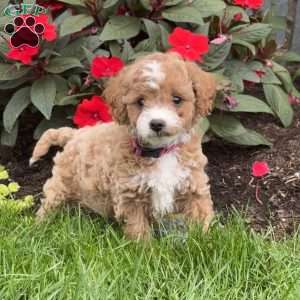 Gracie, Mini Goldendoodle Puppy