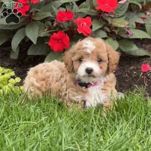 Gracie, Mini Goldendoodle Puppy