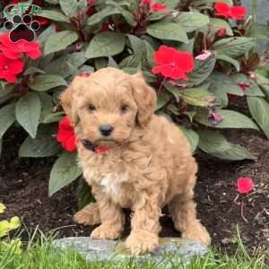 Ginger, Mini Goldendoodle Puppy
