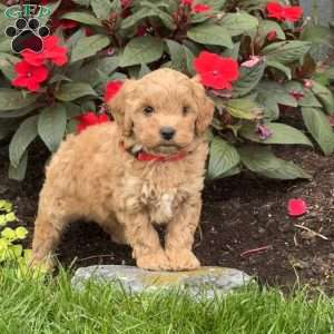 Ginger, Mini Goldendoodle Puppy