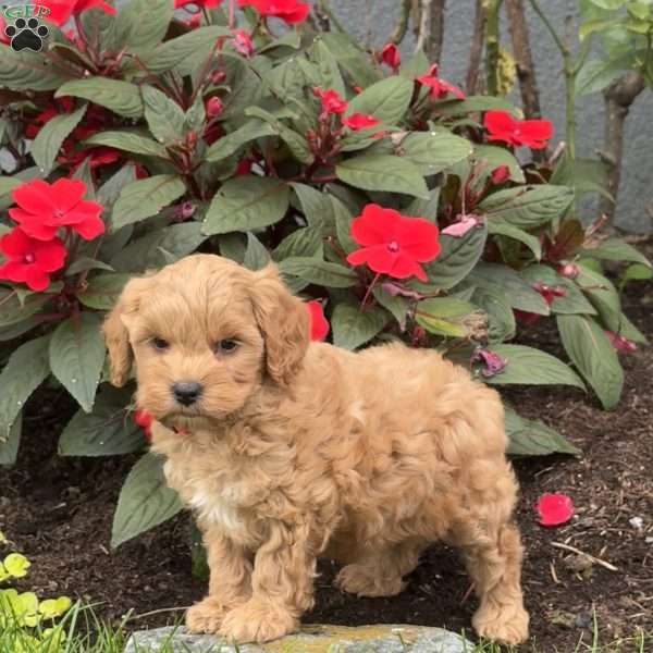 Ginger, Mini Goldendoodle Puppy