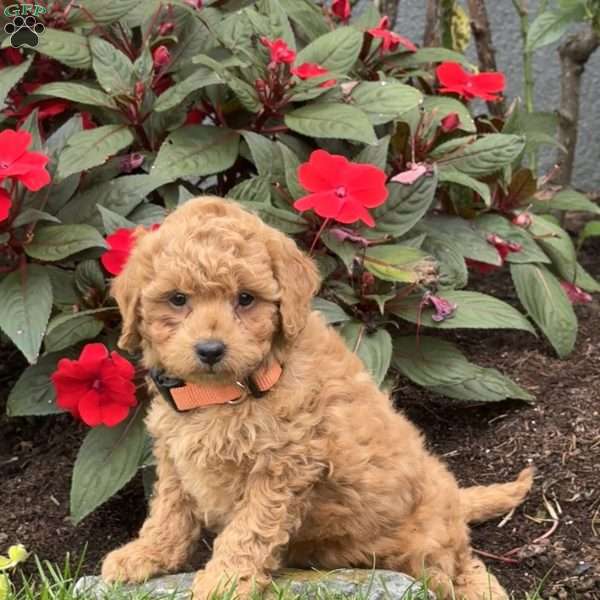 Goldie, Mini Goldendoodle Puppy