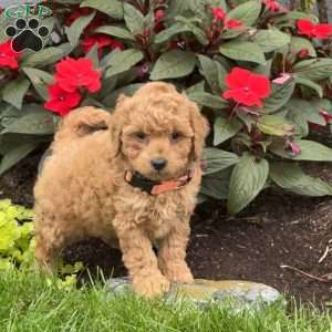 Goldie, Mini Goldendoodle Puppy