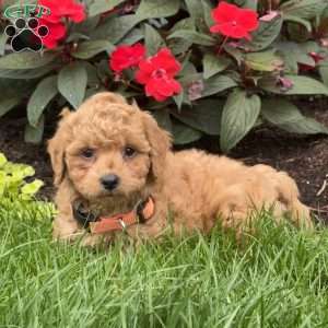 Goldie, Mini Goldendoodle Puppy