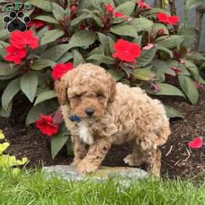 Gus, Mini Goldendoodle Puppy