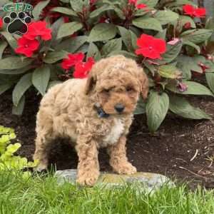 Gus, Mini Goldendoodle Puppy