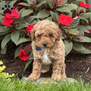 Gus, Mini Goldendoodle Puppy