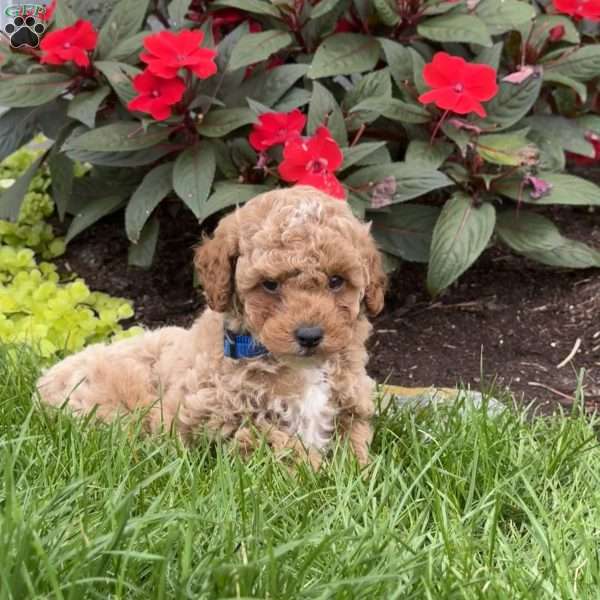 Gus, Mini Goldendoodle Puppy