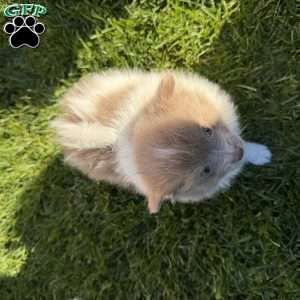 Pippa, Pomeranian Puppy