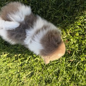 Pippa, Pomeranian Puppy